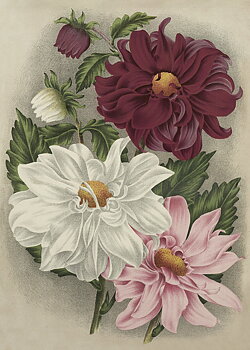 Juliste Vintage Dahlias 50x70cm kauniita asioita