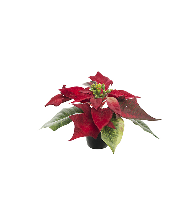 Julstjärna Mr Plant Röd 10cm