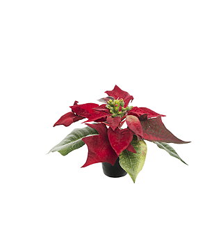 Julstjärna Mr Plant Röd 10cm