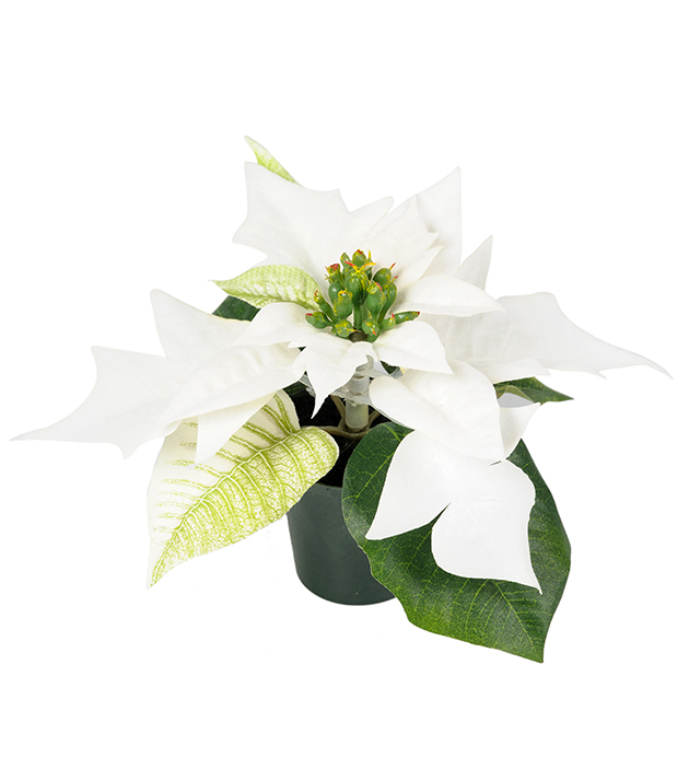 Julstjärna Mr Plant Vit 10cm
