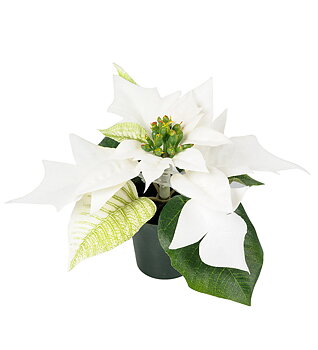 Julstjärna Mr Plant Vit 10cm