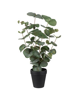 Eucalyptus Mr Plant ruukku