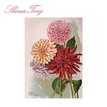 Juliste Vintage Dahlia 50x70cm kauniita asioita