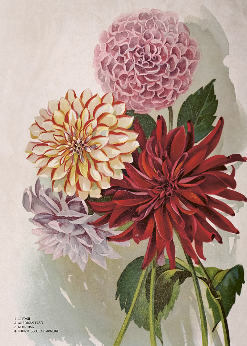 Poster Vintage Dahlia 50x70cm Beautiful Things - 2