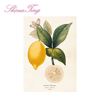 Juliste Vintage Lemon 35x50cm Kauniita asioita