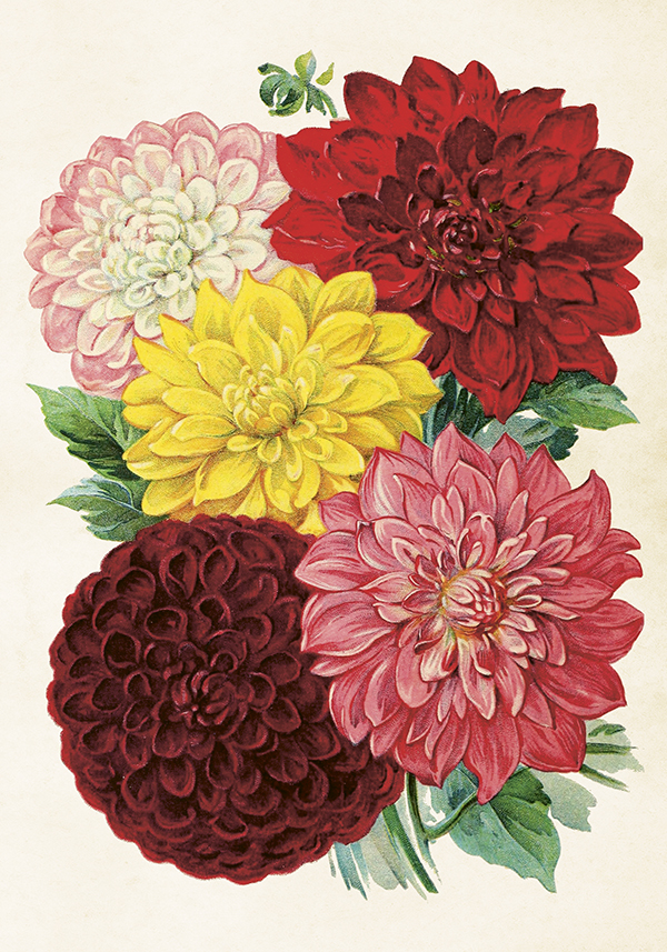 Plakat Vintage Dahlia 35x50cm Beautiful Things - 2