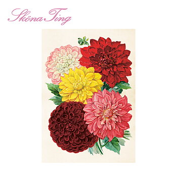 Juliste Vintage Dahlia 35x50cm kauniita asioita