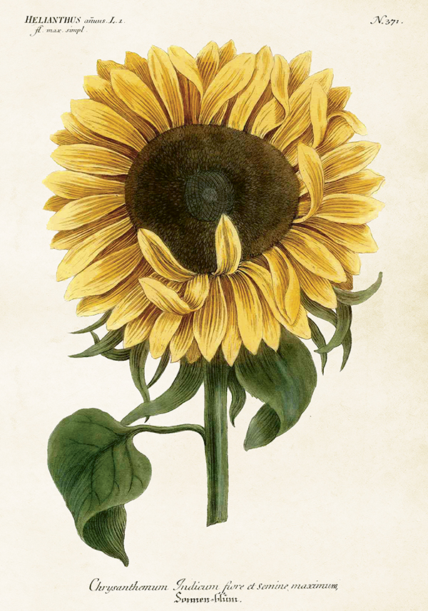 Plakat Vintage Solsikke 35x50cm Sköna Ting - 2