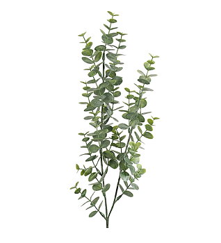 Eukalyptus Mr Plant 74cm