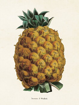 Juliste Vintage ananas 18x24cm kauniita asioita