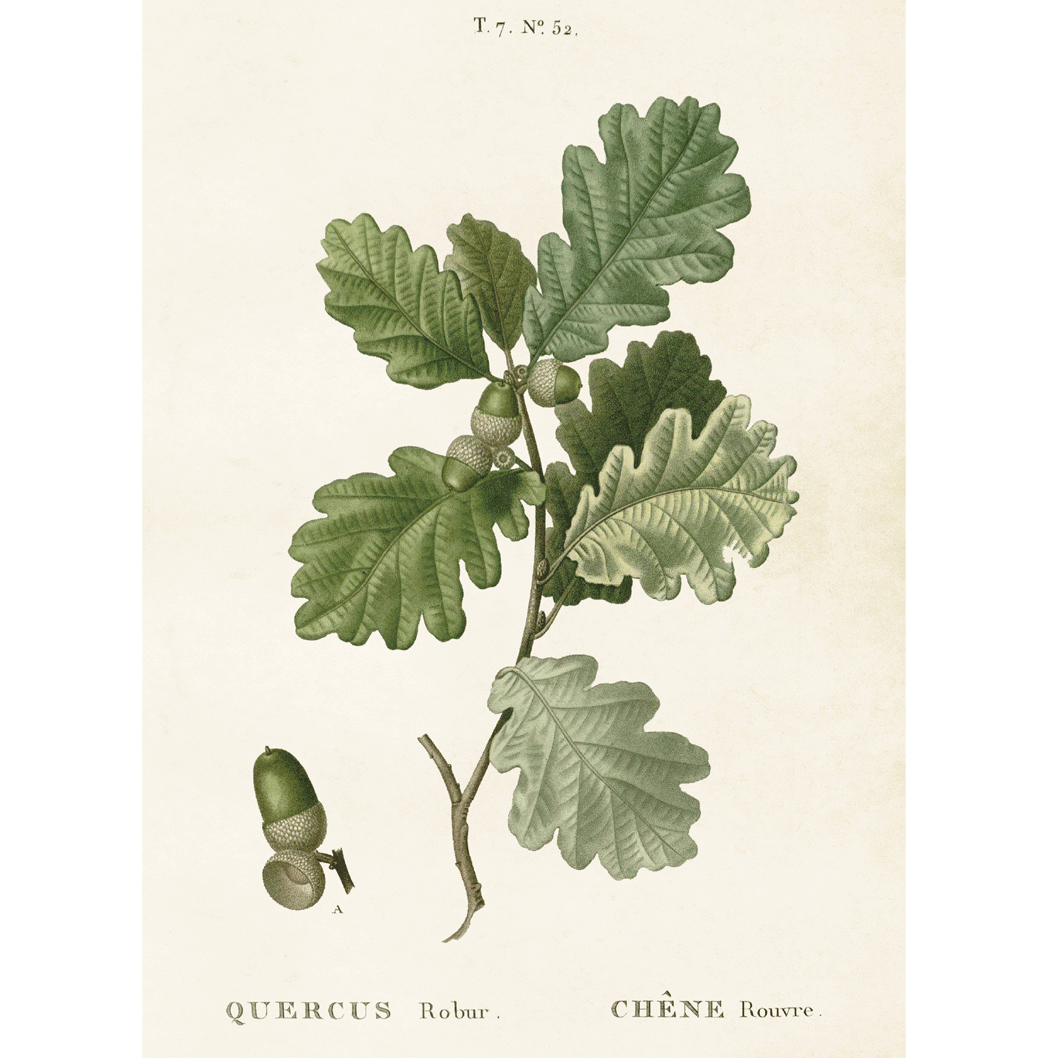 Poster Vintage Acorn 35 x 50 cm - 2