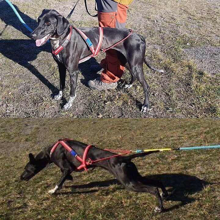 product-image Dragråttans Multi harness