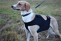 Dragråttans windstopper