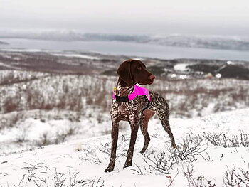 Dragråttans Hunting west