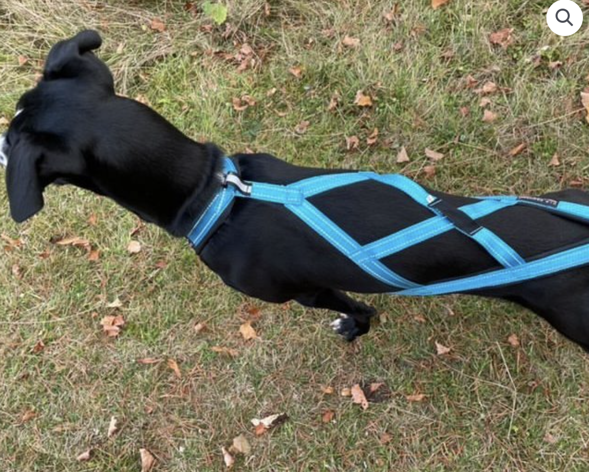V.I.P R -harness Turkis - 2