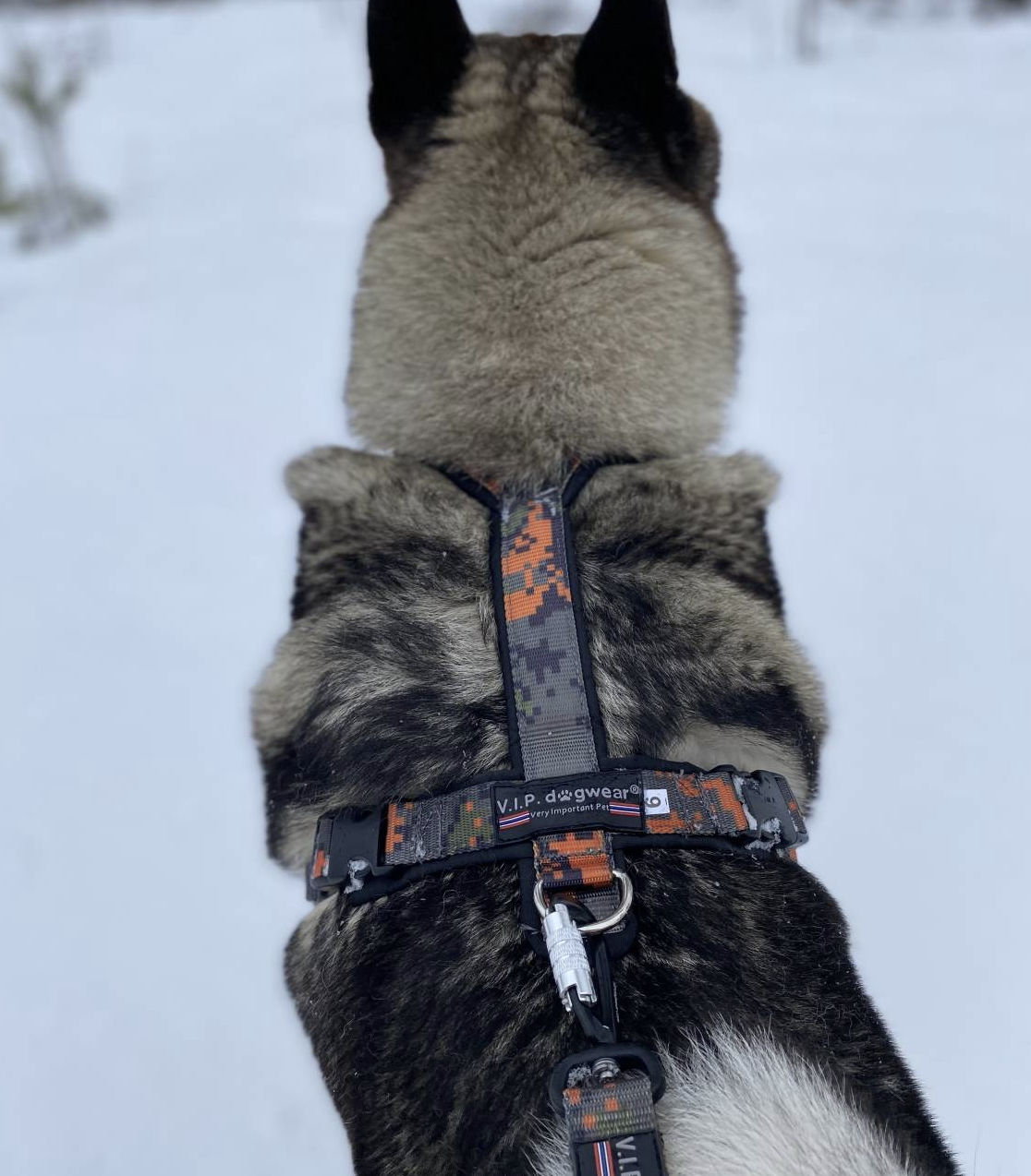 V.I.P Tracker harness - 2