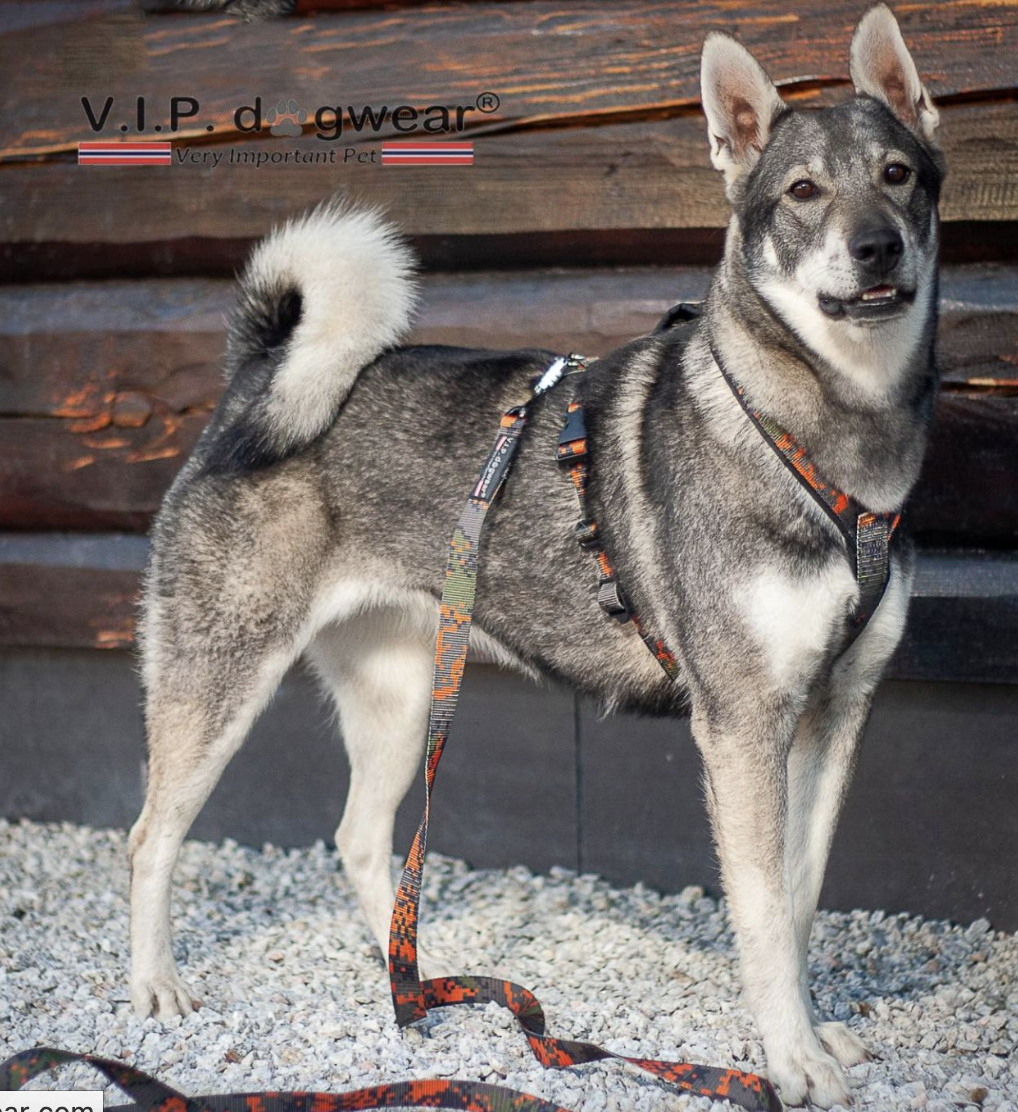 V.I.P Tracker harness