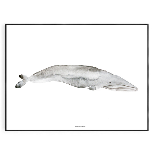 Grey Whale