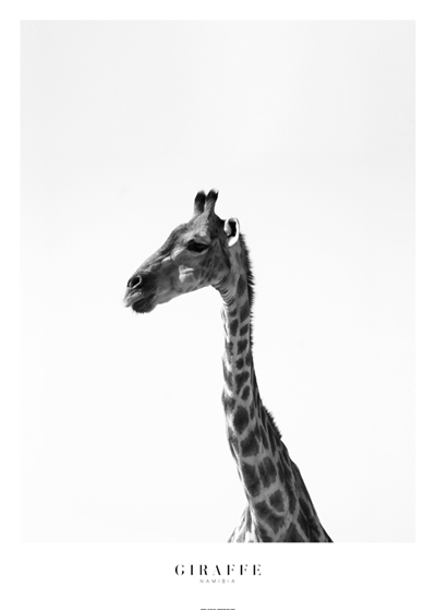 Giraffe - 2
