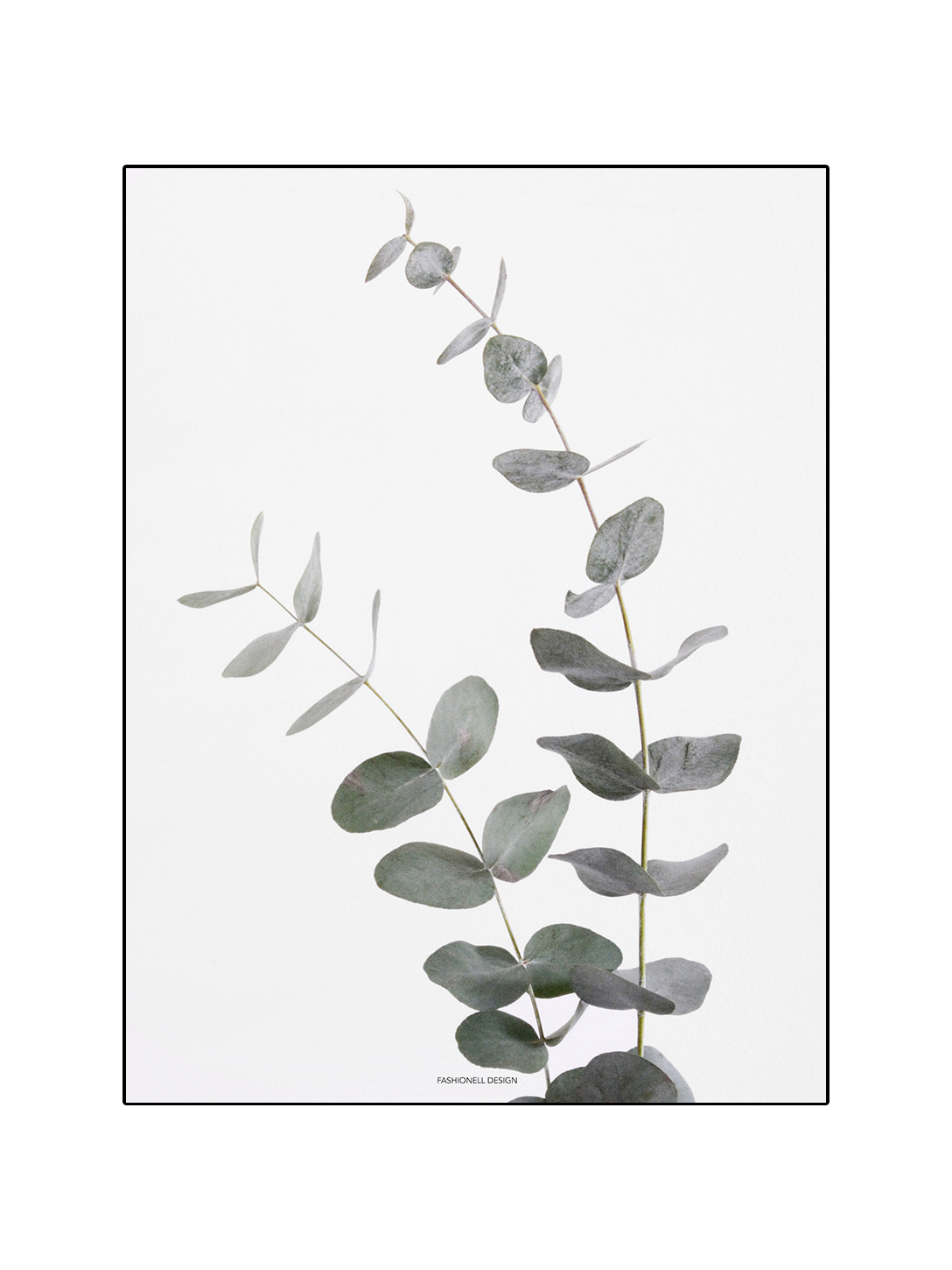 Eucalyptus - 2