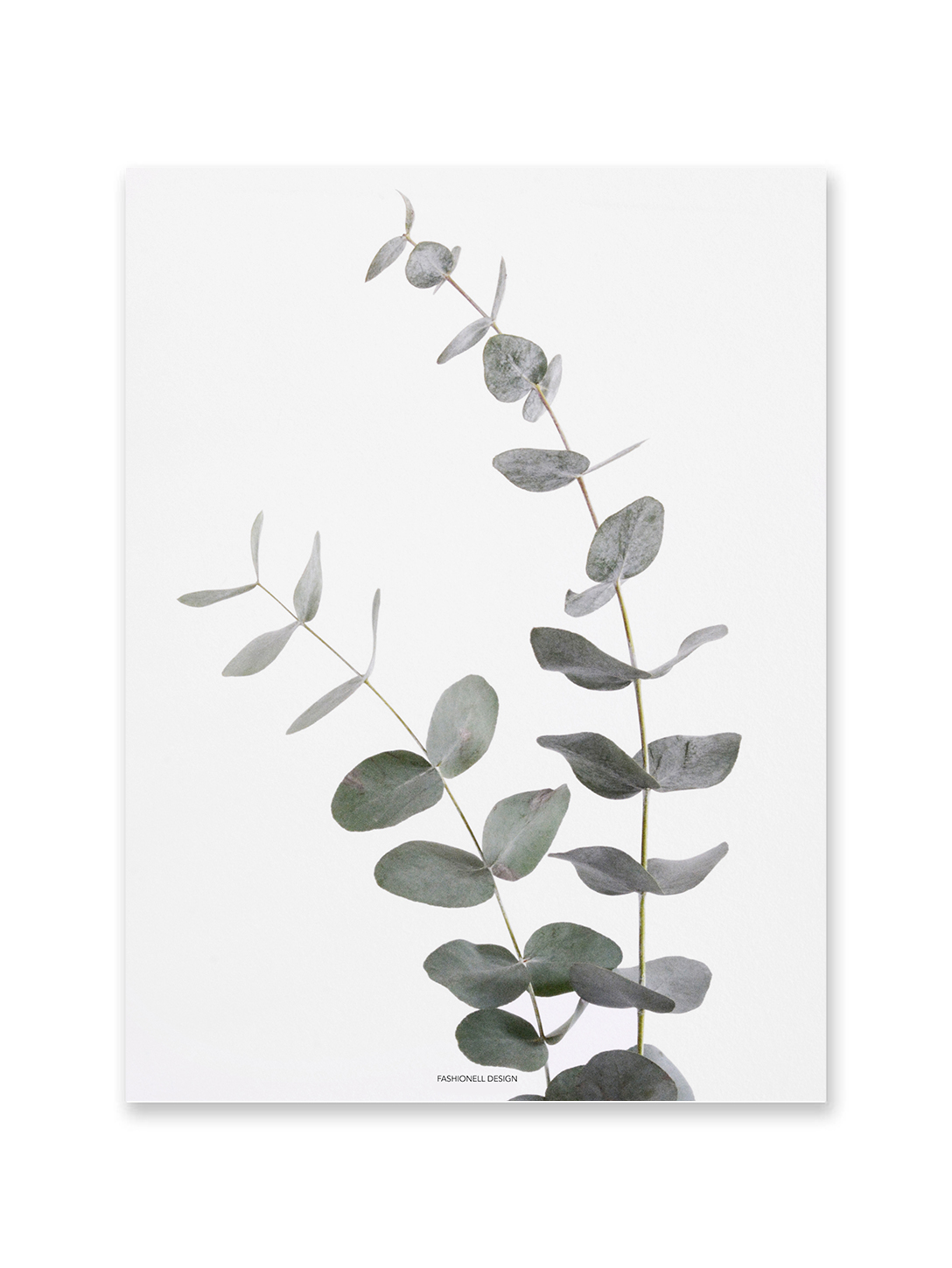 Eucalyptus