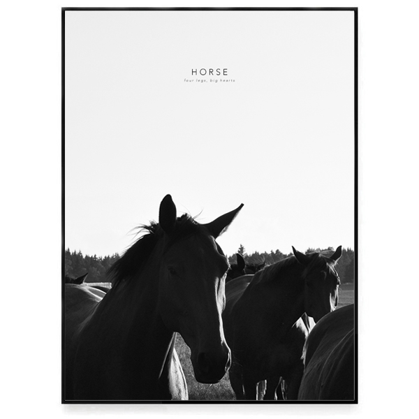 Horse - 2