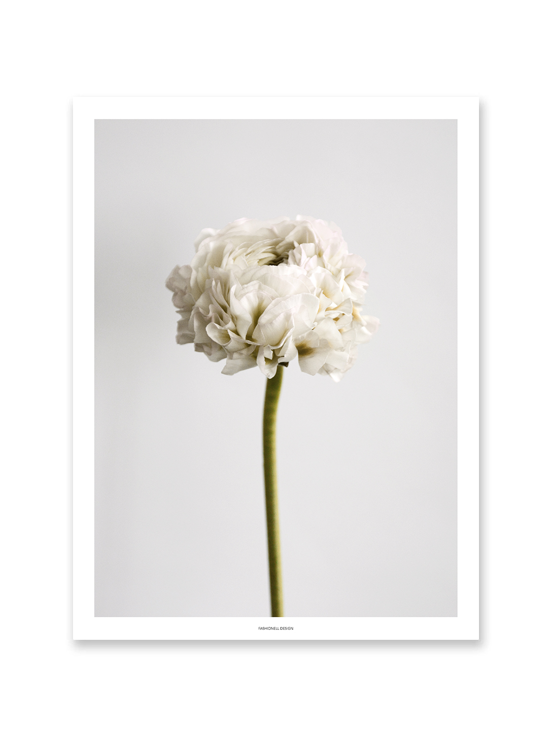 Ranunculus white
