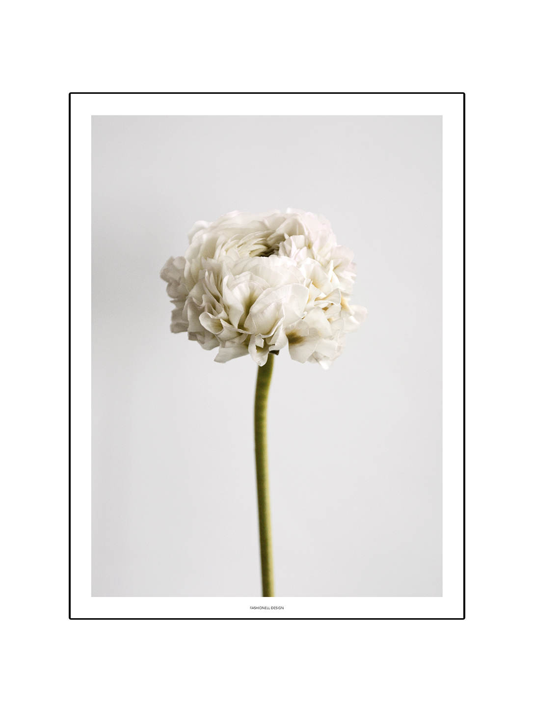Ranunculus white