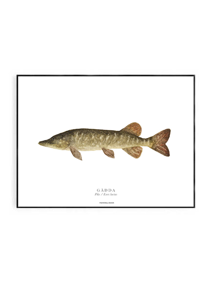 Pike