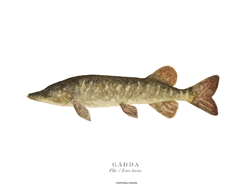 Pike - 3
