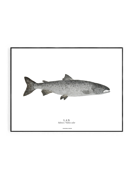 Salmon