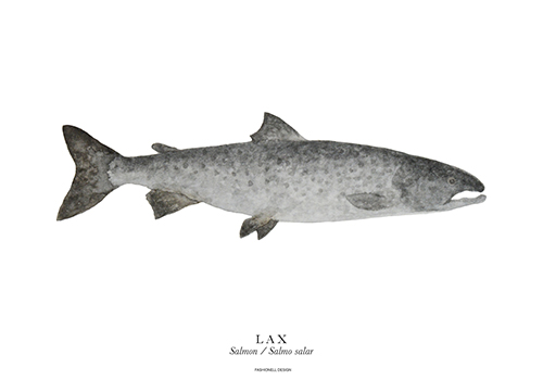 Salmon - 3