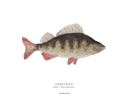 Abborre - 3