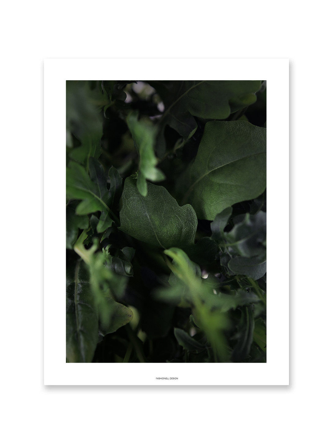 Ruccola
