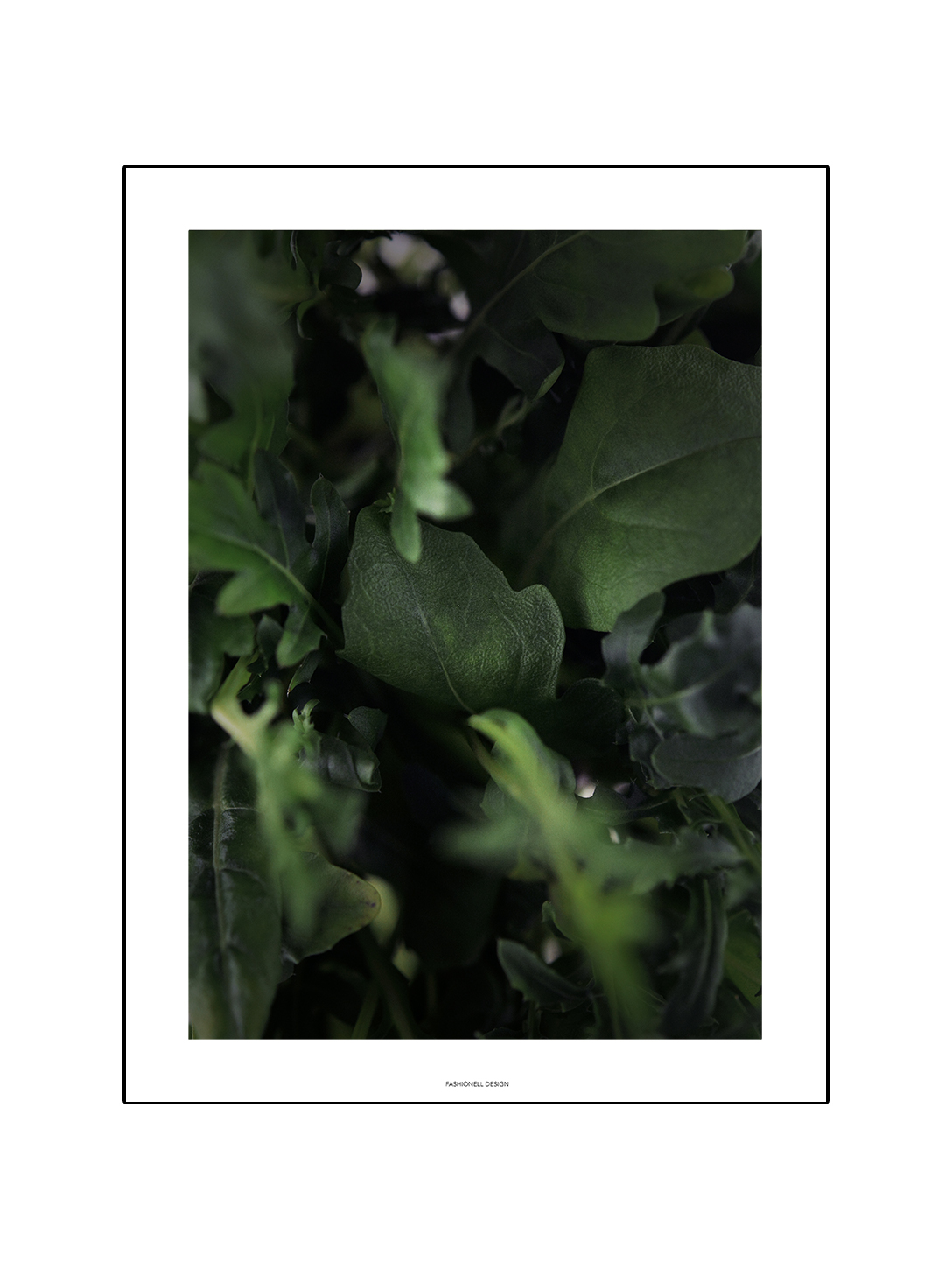 Ruccola
