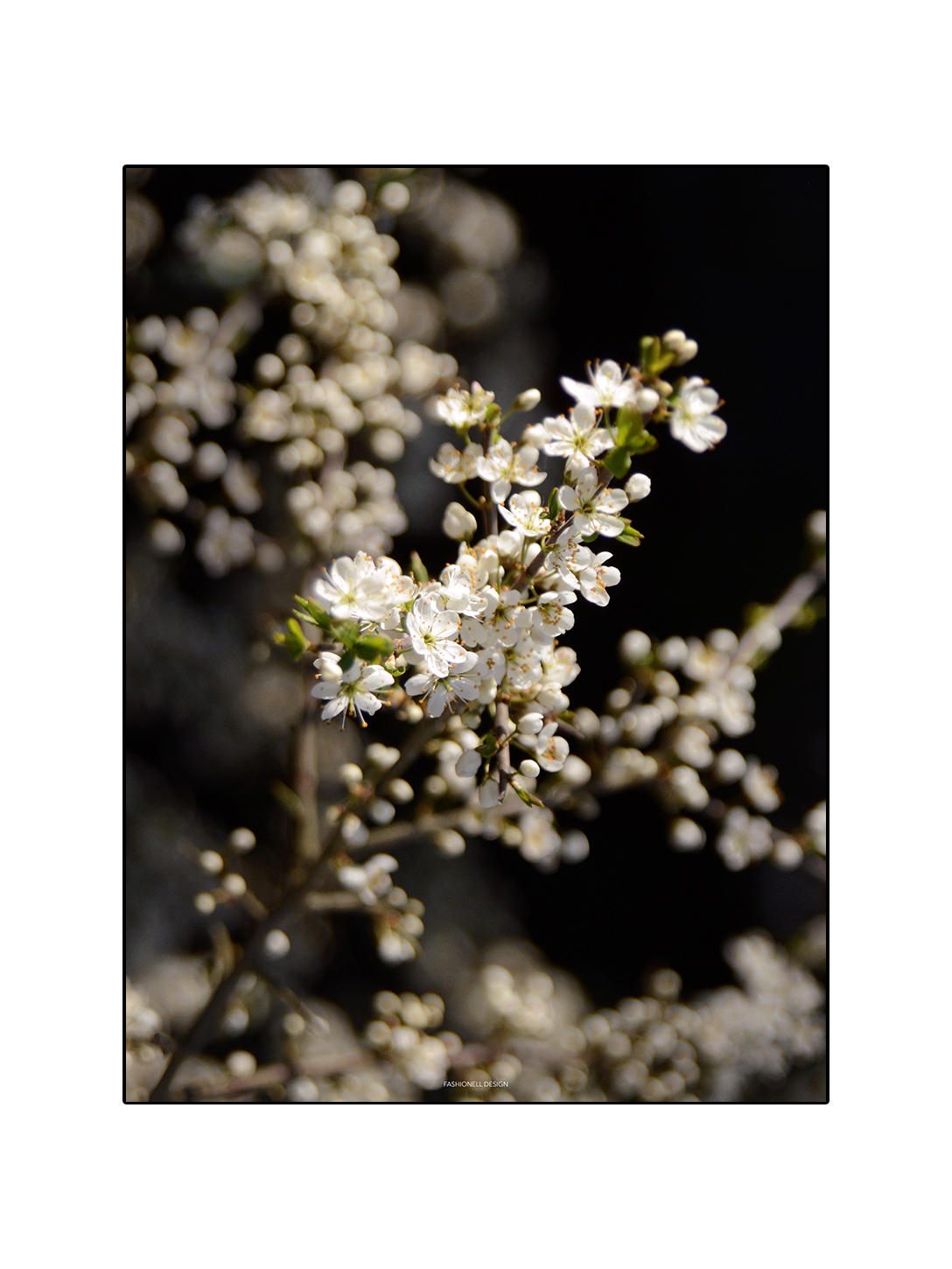 Flower Blossom