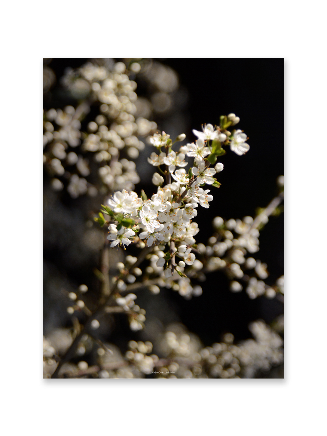 Flower Blossom