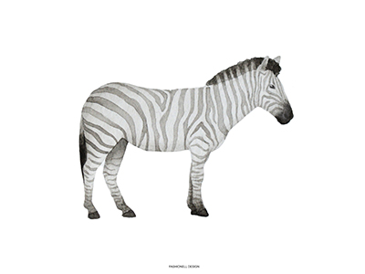 Zebra - 3