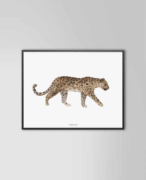 Leopard