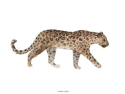 Leopard - 3