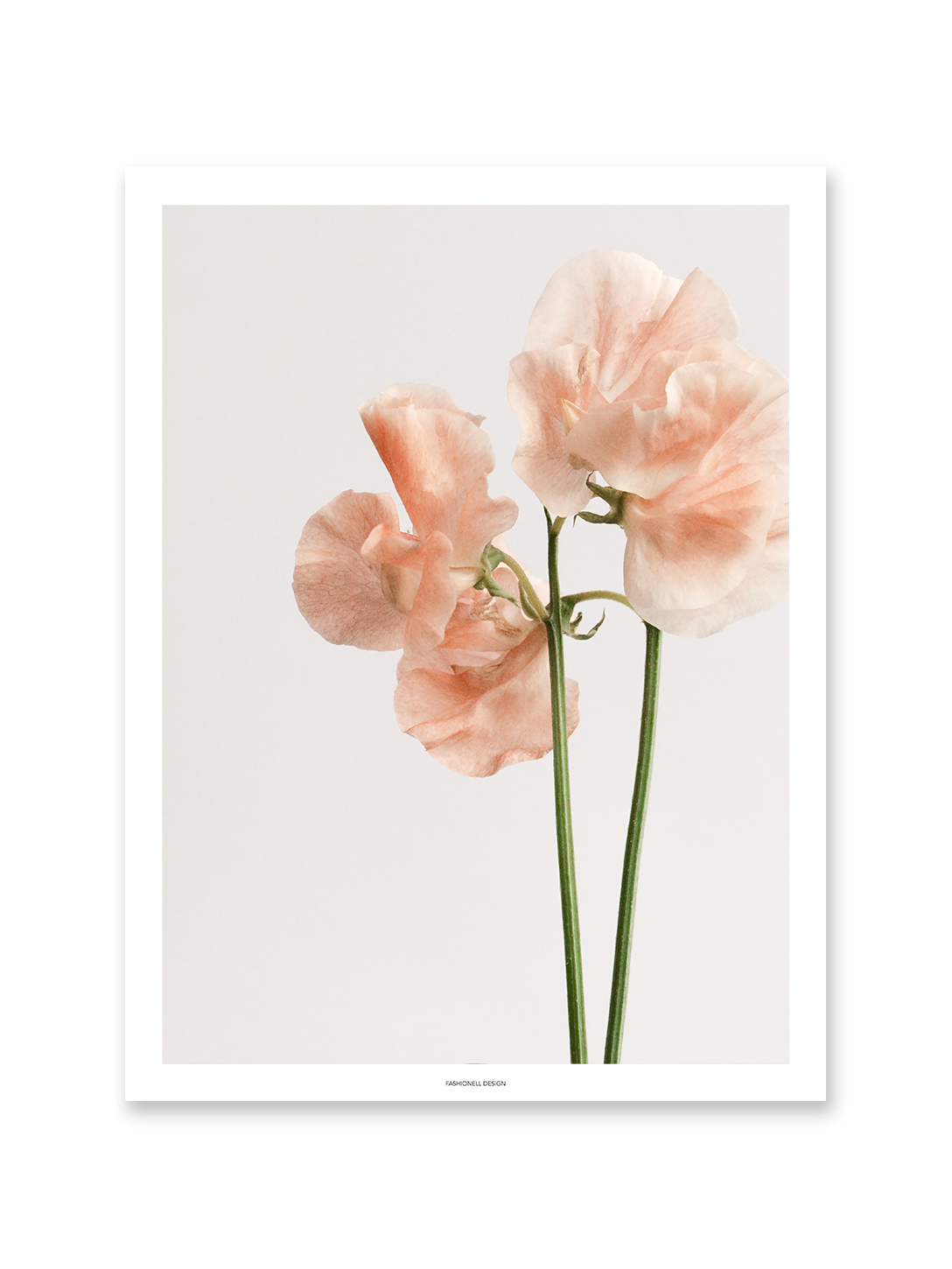 Sweet Pea