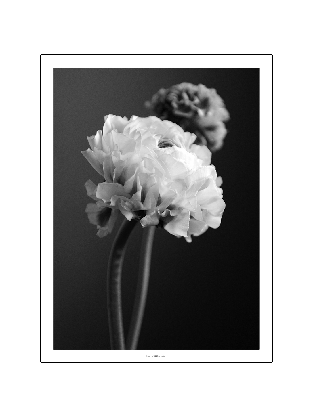 Grey ranunculus - 2
