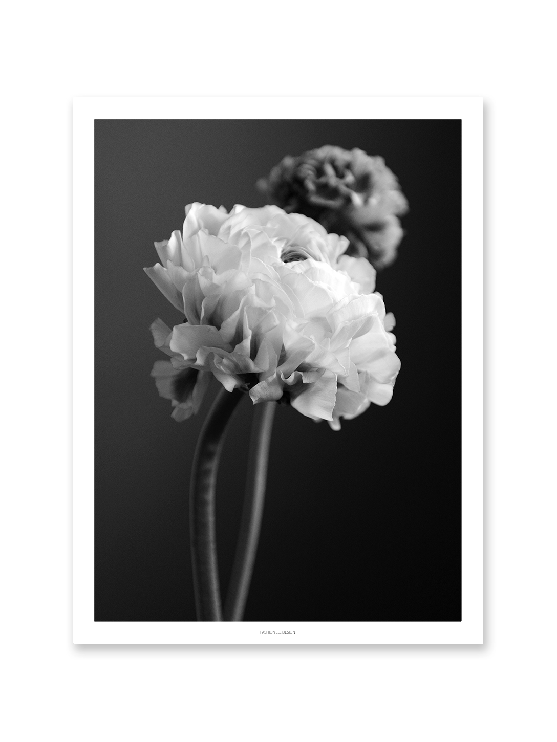 Grey ranunculus