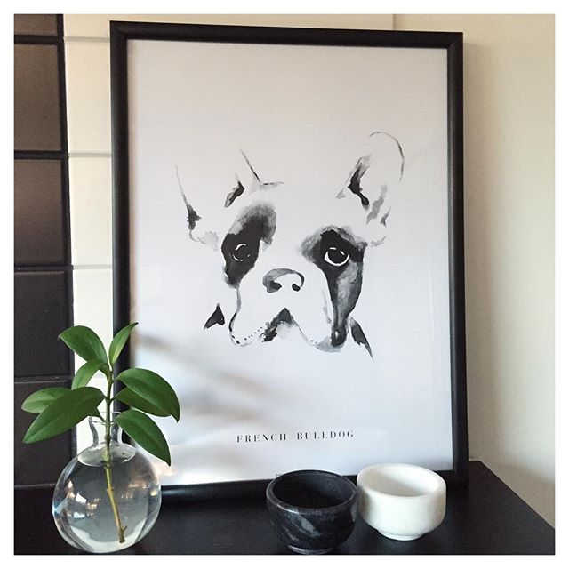 French Bulldog - 2