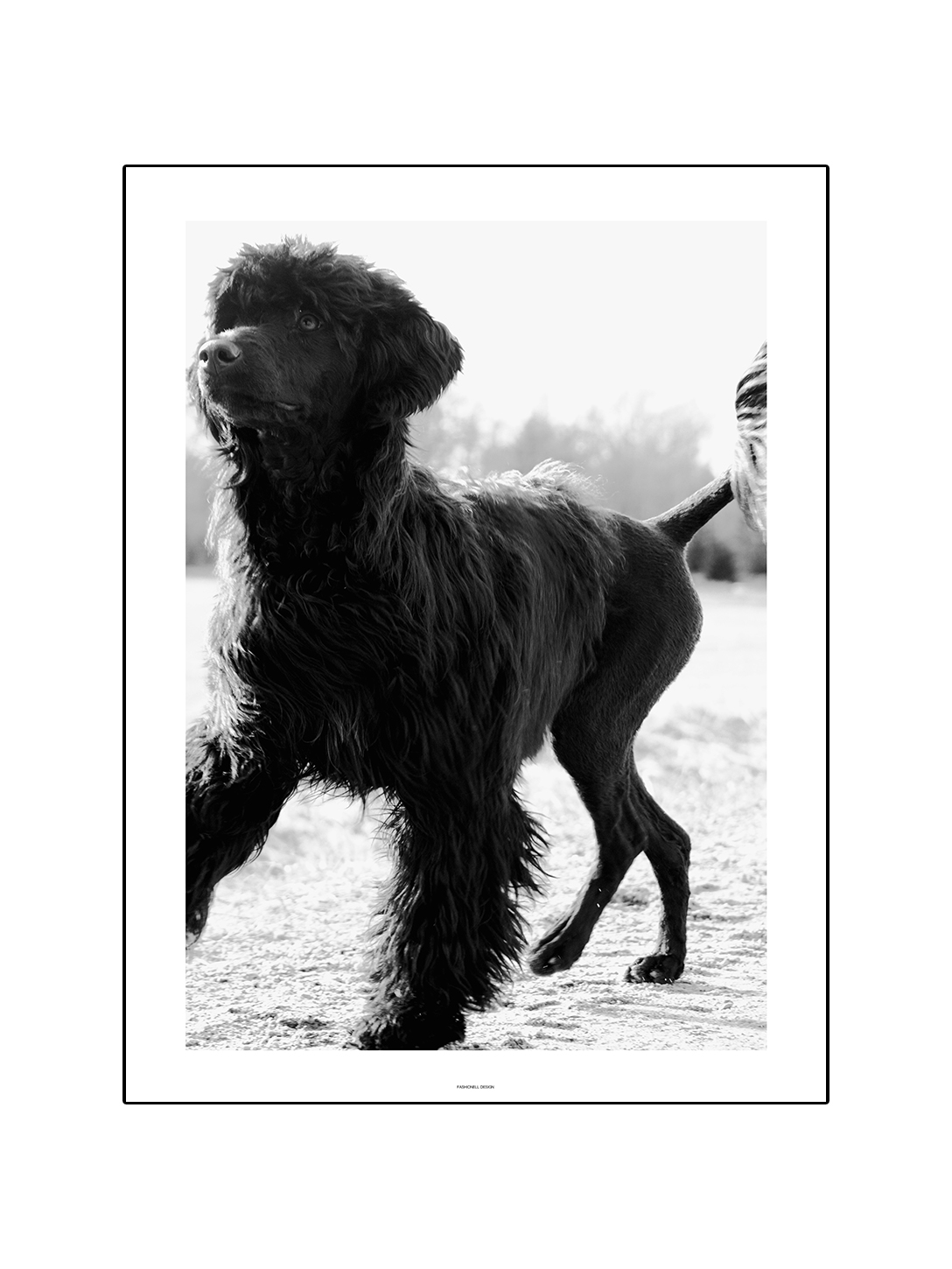 Dog - 2