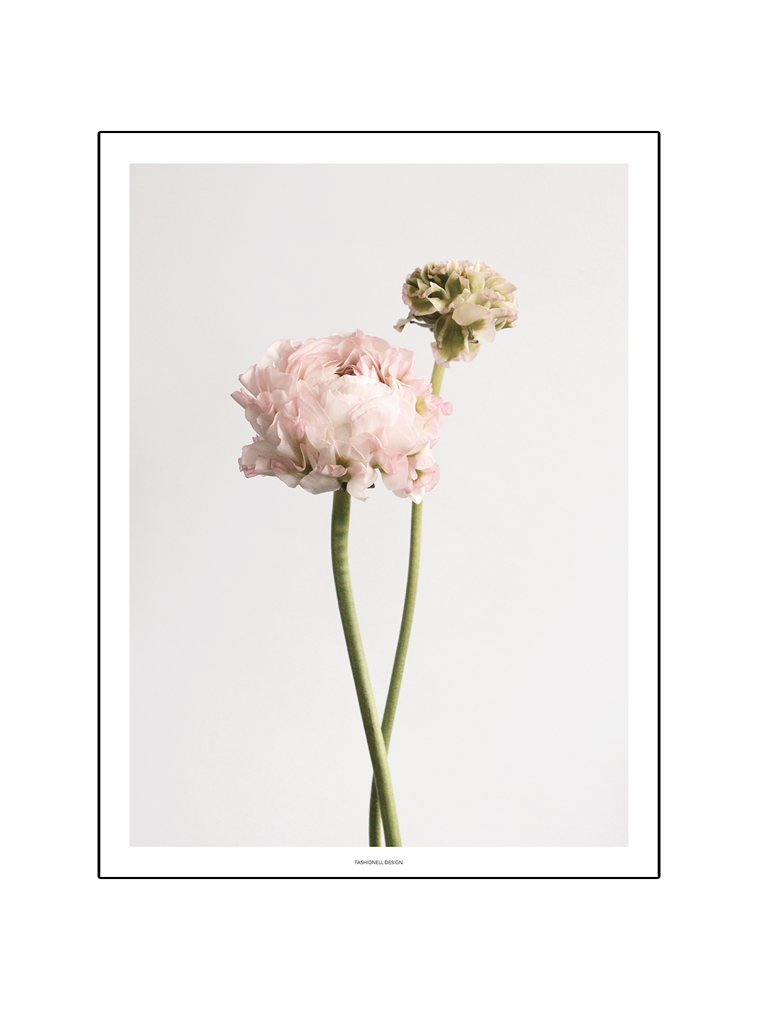 Ranunculus