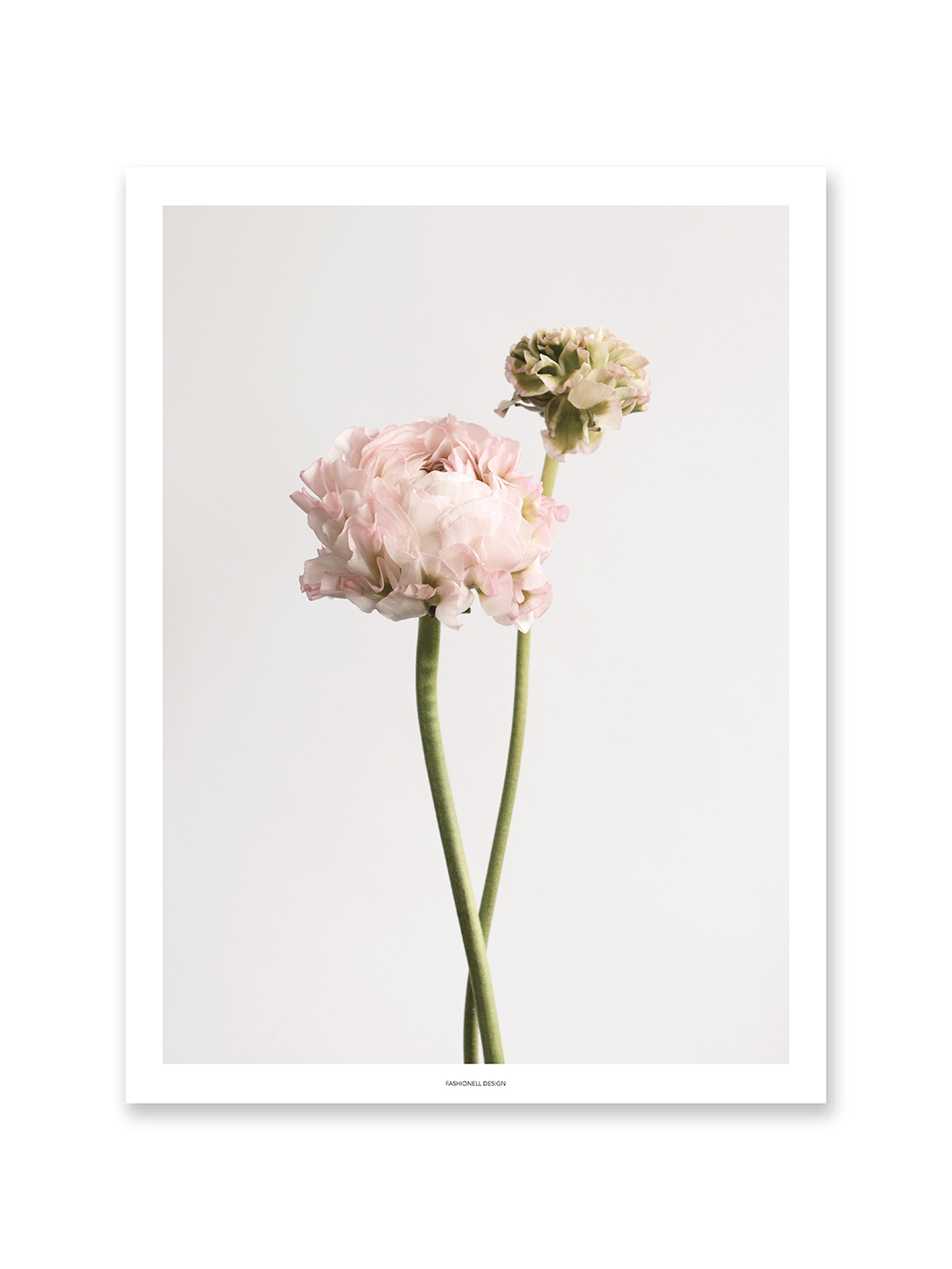 Ranunculus