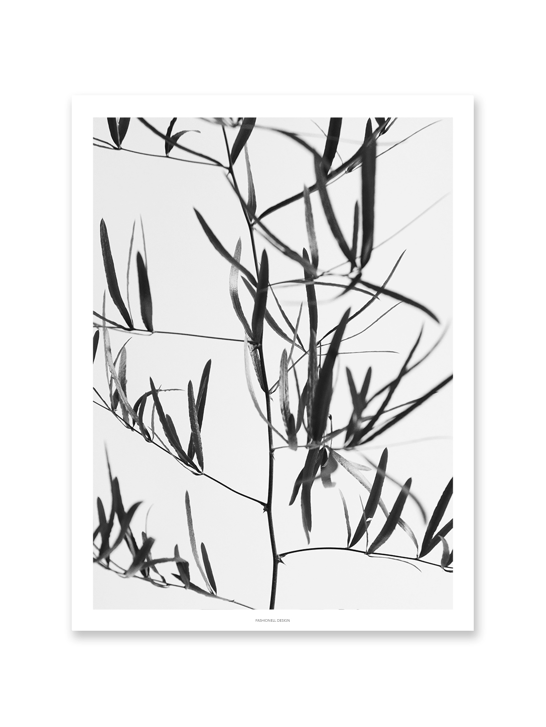 Asparagus Falcatus