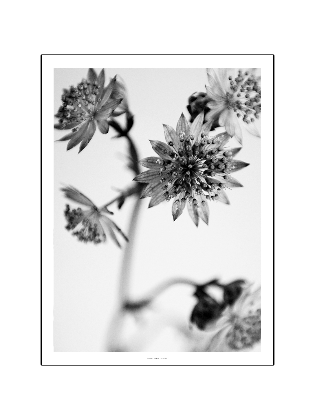 Astrantia - 2