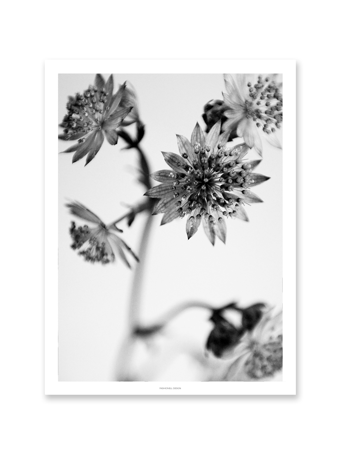 Astrantia